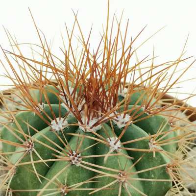 Melocactus diamantinus - Giromagi