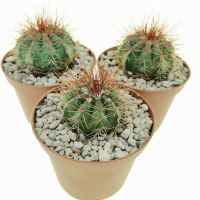 Melocactus diamantinus - Giromagi