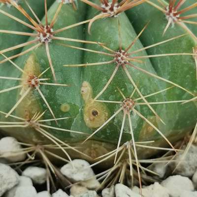 Melocactus diamantinus - Giromagi