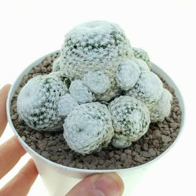 Mammillaria humboldtii