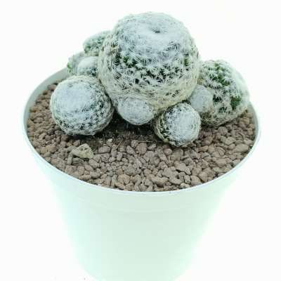 Mammillaria humboldtii - Giromagi