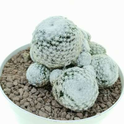 Mammillaria humboldtii - Giromagi