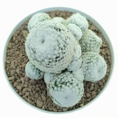 Mammillaria humboldtii - Giromagi