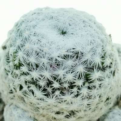 Mammillaria humboldtii - Giromagi