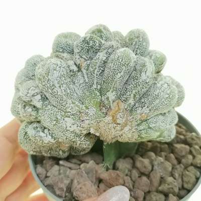 Astrophytum myriostigma cv. Onzuka Hakuun f. crestata