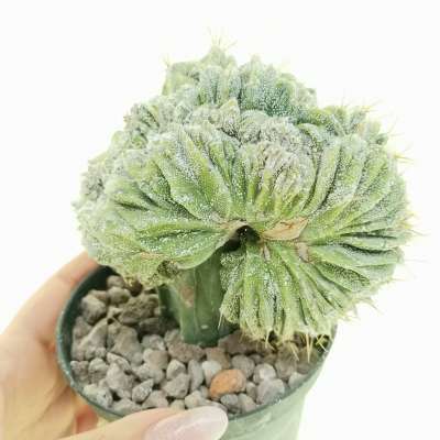 Astrophytum ornatum f. crestata
