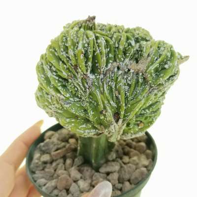 Astrophytum myriostigma cv. Fukuryu (type B) f. crestata
