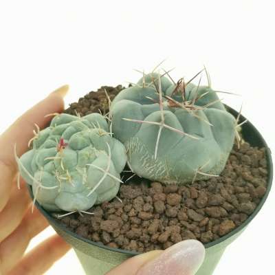 Thelocactus hexaedrophorus f. mostruosa