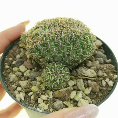 Sulcorebutia canigueralii f. crestata
