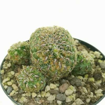Sulcorebutia canigueralii f. crestata - Giromagi