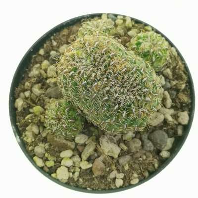 Sulcorebutia canigueralii f. crestata - Giromagi