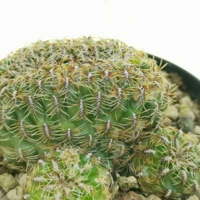 Sulcorebutia canigueralii f. crestata - Giromagi