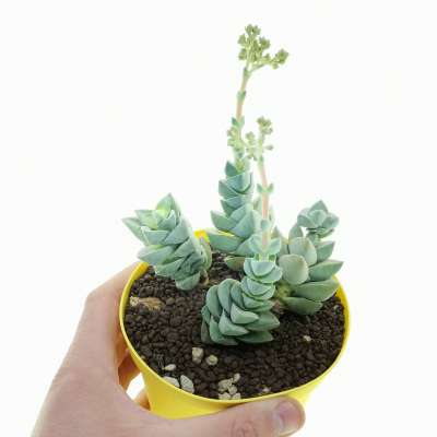 Crassula 'Moonglow'