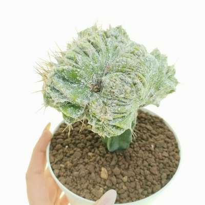 Astrophytum ornatum f. crestata