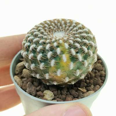 Sulcorebutia arenacea f. variegata