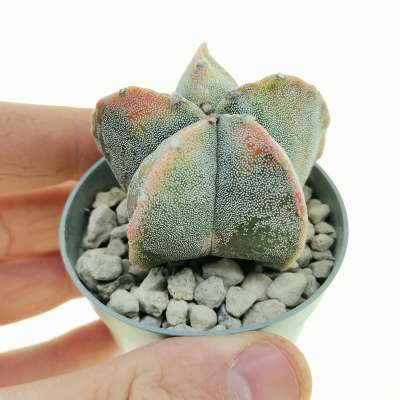 Astrophytum myriostigma f. variegata