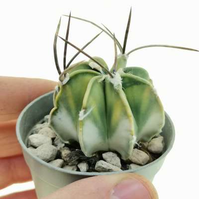 Astrophytum capricorne f. variegata