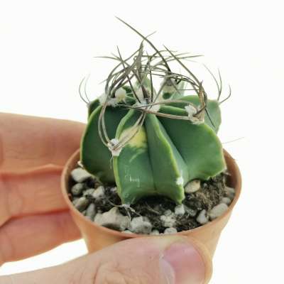 Astrophytum capricorne f. variegata
