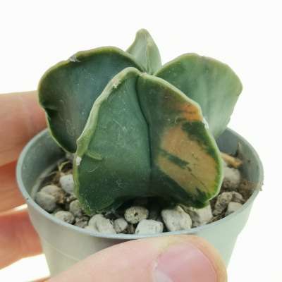 Astrophytum myriostigma var. nudum f. variegata