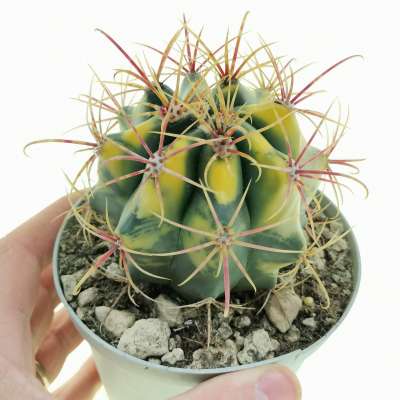 Ferocactus gracilis f. variegata