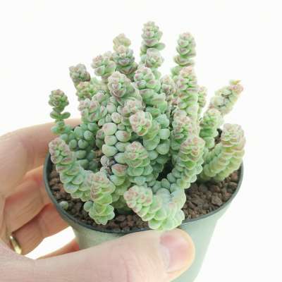 Crassula 'Baby's Surprise'