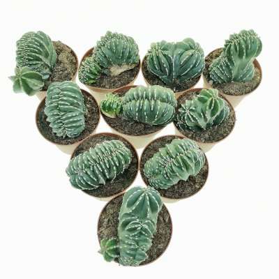 Marginatocereus marginatus f. crestata 10 pcs. - Giromagi