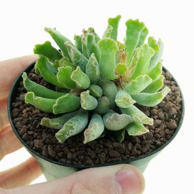 Adromischus cristatus var. cristatus