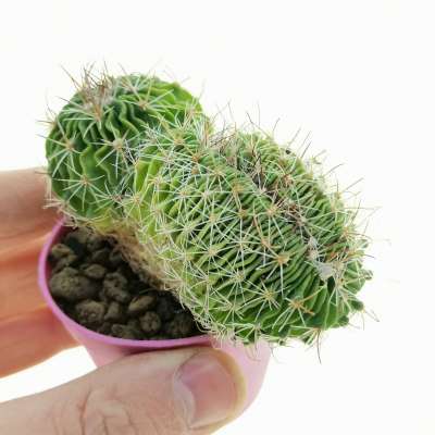 Echinofossulocactus multicostatus f. crestata (Own roots)