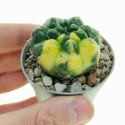 Gymnocalycium baldianum f. variegata