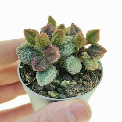 Adromischus marianae 'Coffee Bean'
