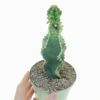 Cereus forbesii cv. Spiralis f. mostruosa