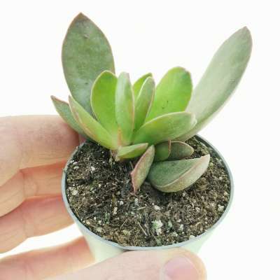 Adromischus trigynus