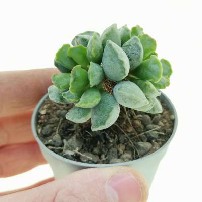 Adromischus cristatus