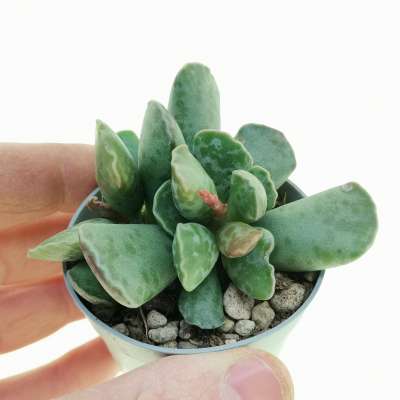 Adromischus cooperi