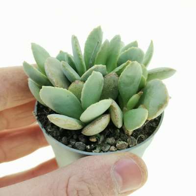 Adromischus schuldtianus