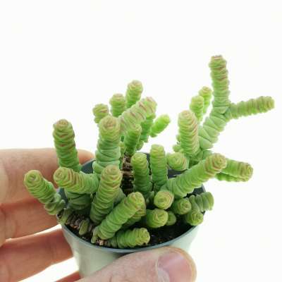 Crassula 'Baby's Necklace'