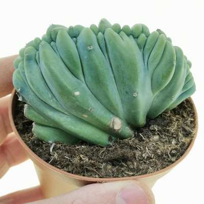 Myrtillocactus geometrizans f. crestata