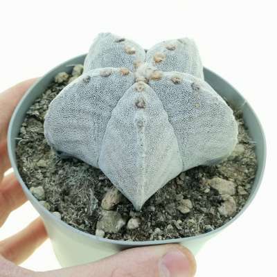 Astrophytum myriostigma var. strongylogonum