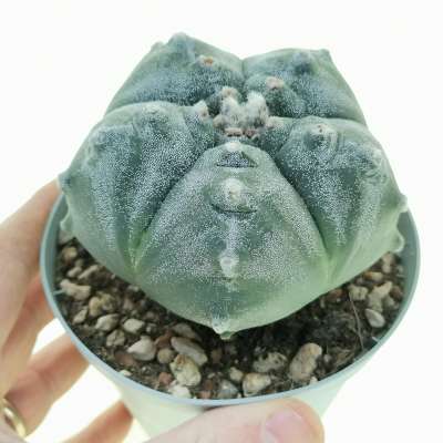 Astrophytum myriostigma cv. Kikko ball form (Own roots)