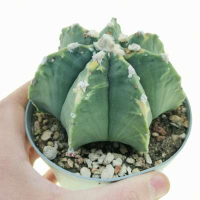 Astrophytum myriostigma cv. Fukuryu (type B) f. variegata