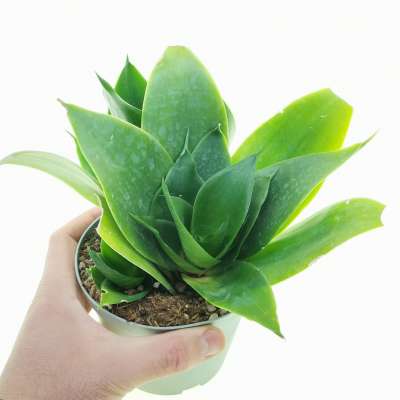 Sansevieria trifasciata 'Black Jade'