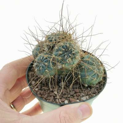 Lobivia wrightiana f. chilensis
