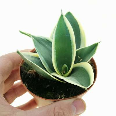 Sansevieria Trifasciata 'Jade Pagoda'