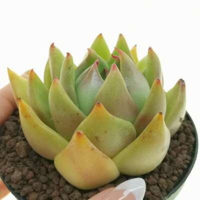 Echeveria agavoides 'Prolifera'