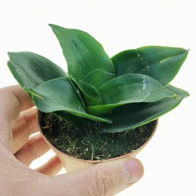 Sansevieria trifasciata 'Black Jade'