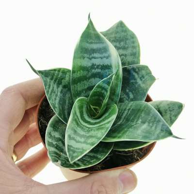 Sansevieria trifasciata 'Green Hahnii'