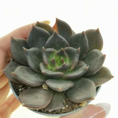 Echeveria 'Black River' f. variegata