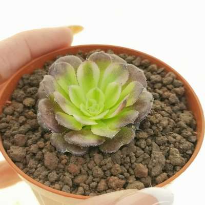 Aeonium Wu Tianji