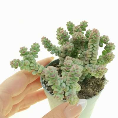 Crassula 'Baby's Surprise'