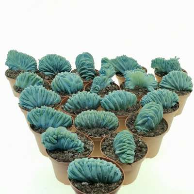 Myrtillocactus geometrizans f. crestata 20 pcs